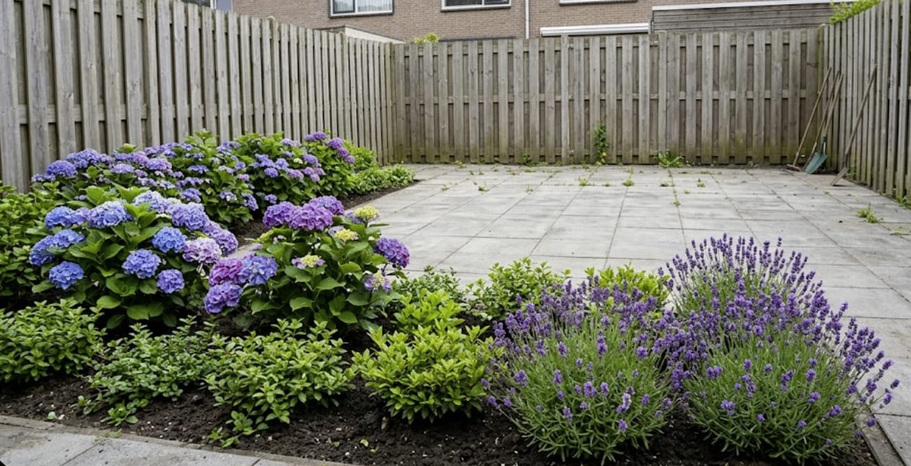 Tuin met hortensia's en lavendel langs de bestrating
